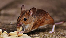 24 Hour & Emergency Exterminators in Reedy Creek, NC